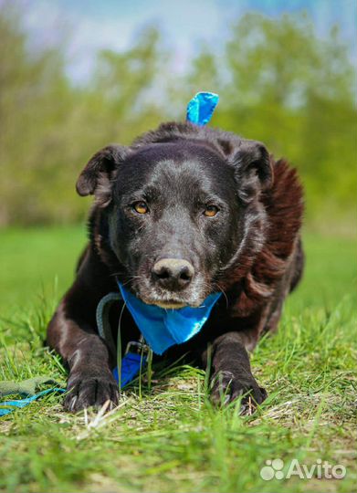 Красавец пес страдает без хозяина