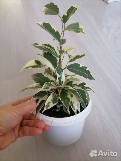 Фикус Твайлайт