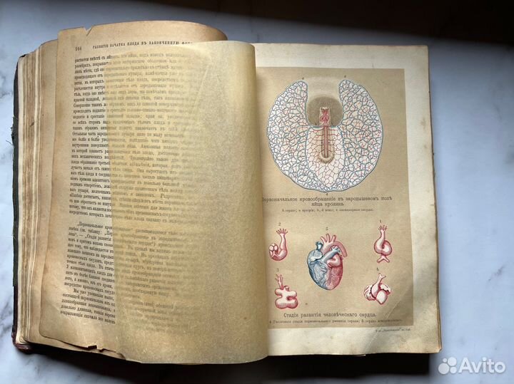 Книга «Человек» 1902