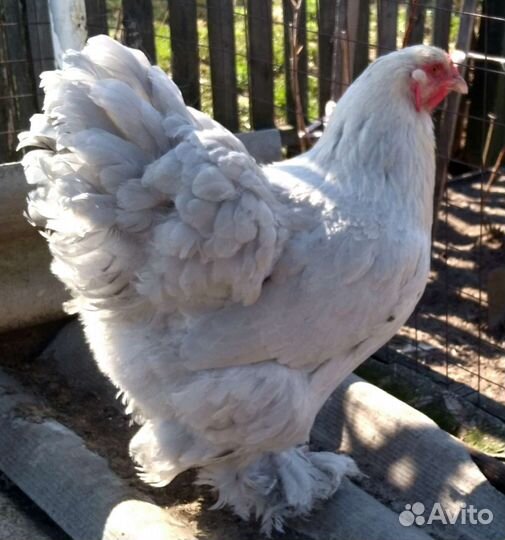 Инкубационное яйцо, петухи, молодки