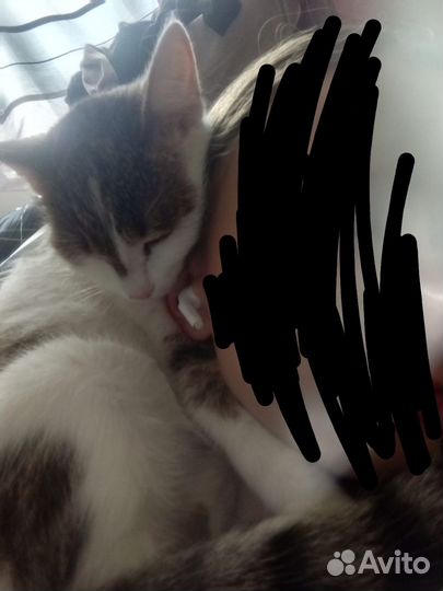 Отдам в добрые руки