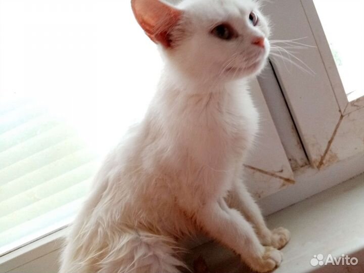 Кошка в дар