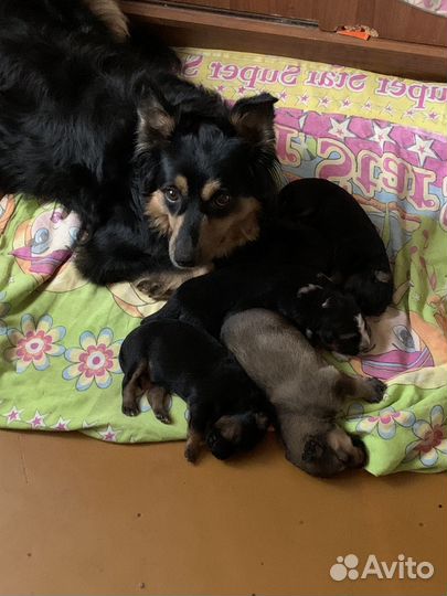 Щенки бесплатно