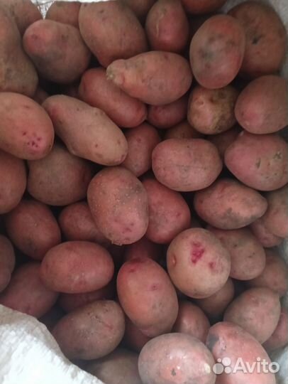 Семенной картофель