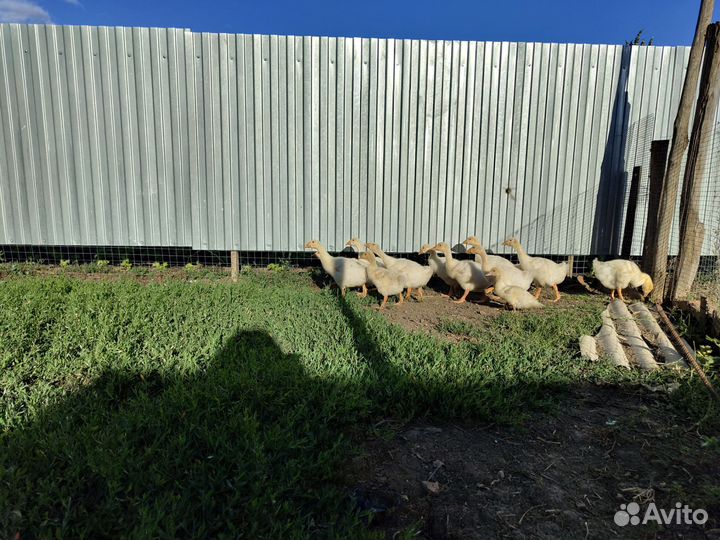 Гусята подрощенные