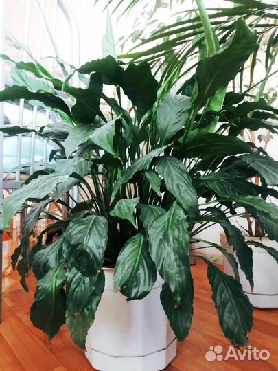 Цветы комнатные