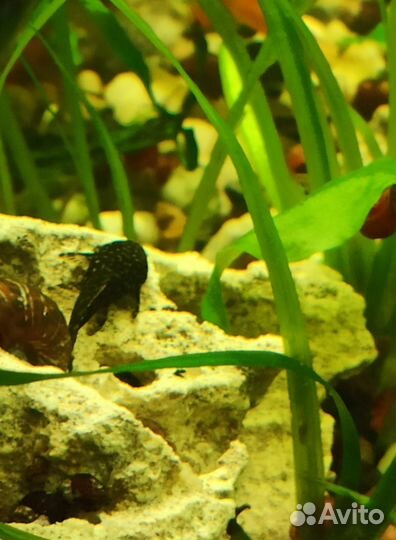 Сомики анциструсы