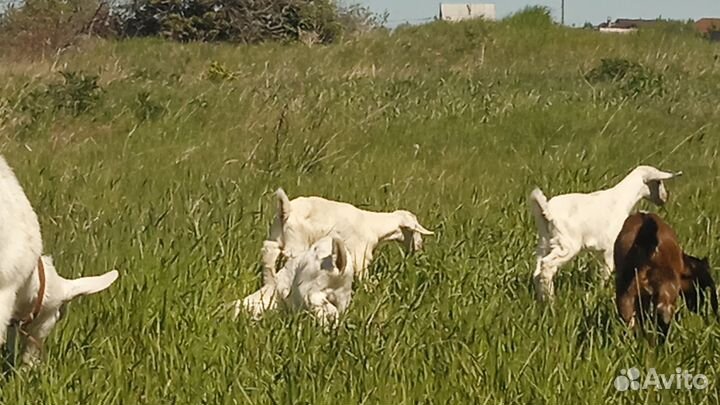 Козлики нубийцы