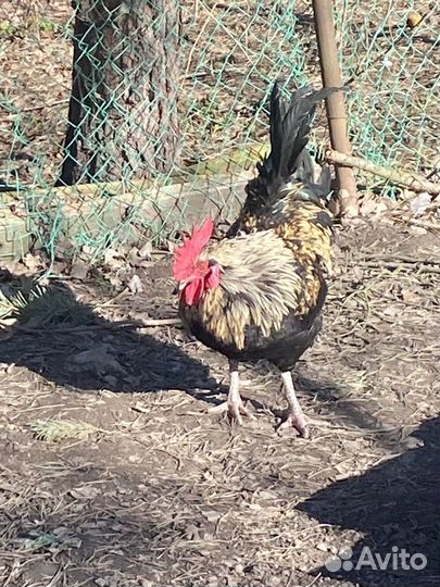 Петух породистый