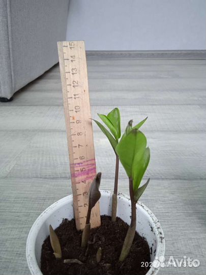 Замиокулькас