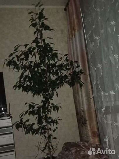 Фикус бенджамина большой