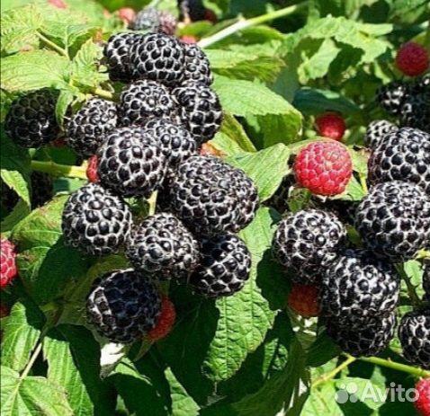 Малина Кумберленд