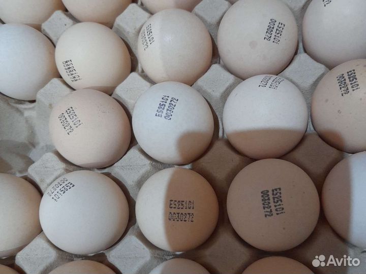 Яйцо инкубационное индейки, бройлера