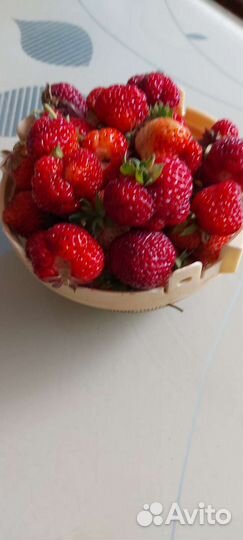 Рассада ремонтантной клубники