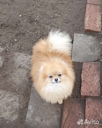 Девочки шпица