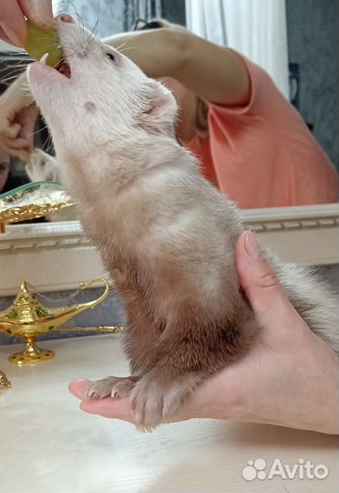 Домашний хорек