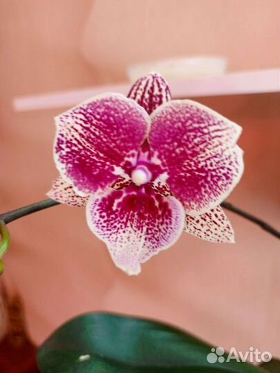 Орхидея фаленопсис биг лип Sally