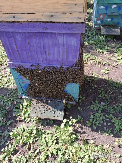 Пчелосемьи