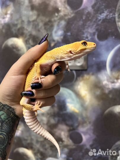 Самец эублефара