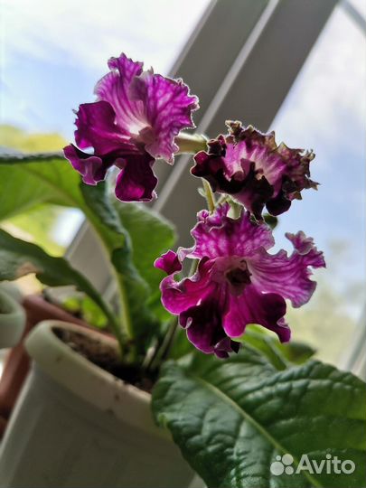 Стрептокарпусы