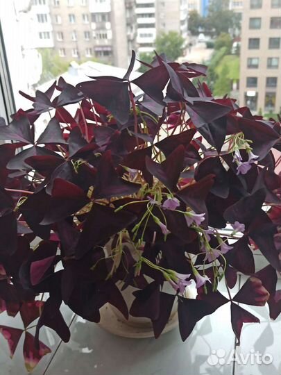 Кислица оксалис