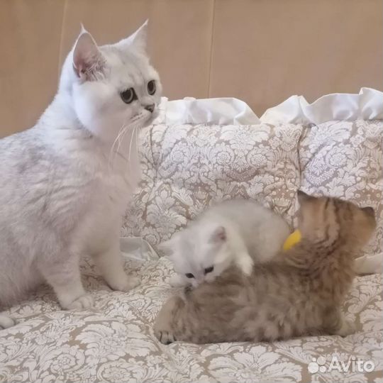 Шотландская шиншилла
