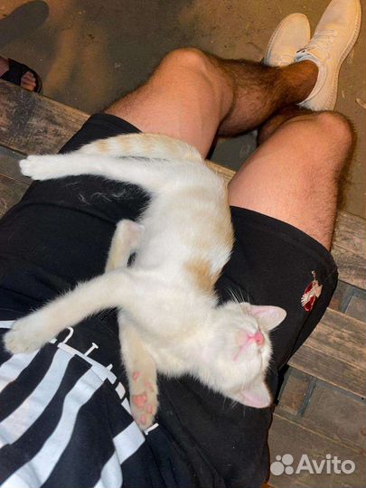 Кошка в дар бесплатно