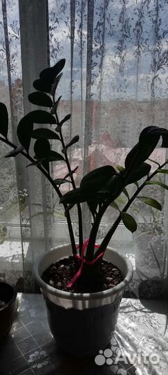 Замиокулькас