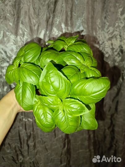 Базилик свежий