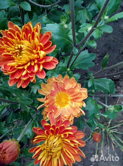 Хризантема.обыкновенная