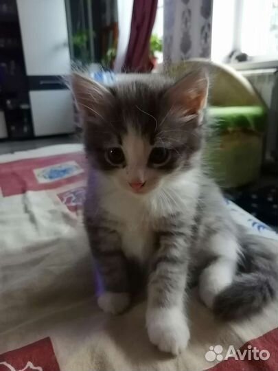 Кошки в добрые руки