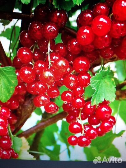 Саженцы смородины черной и красной