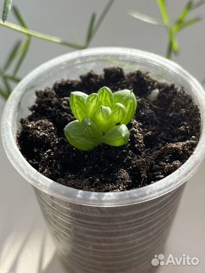 Хавортия купера