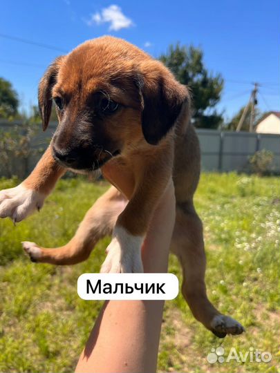 Щенки в добрые руки даром