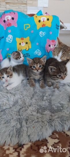 Очаровательные котята