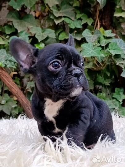 Французский бульдог