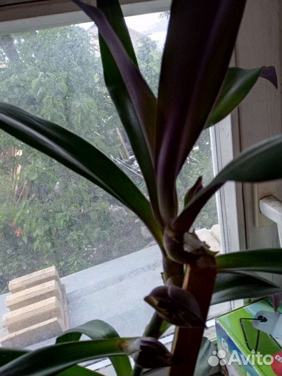 Традесканция цветущая