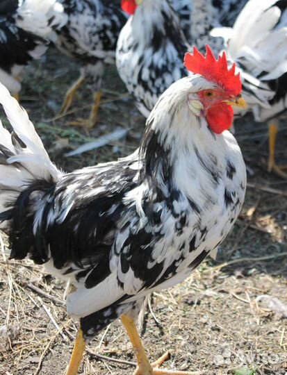 Молодые петушки