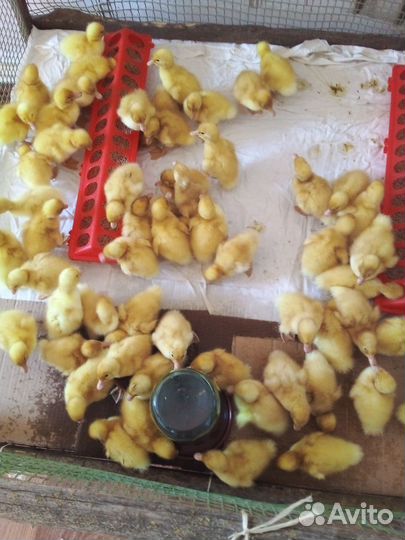 Цыплята и Утята Подрощенные