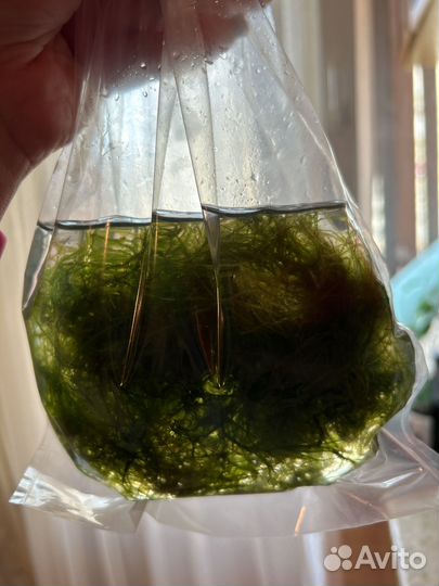 Аквариумное растение Мох яванский