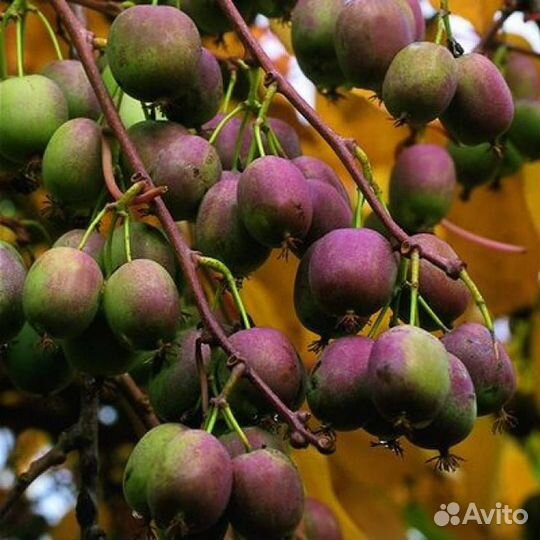 Актинидия Вейки