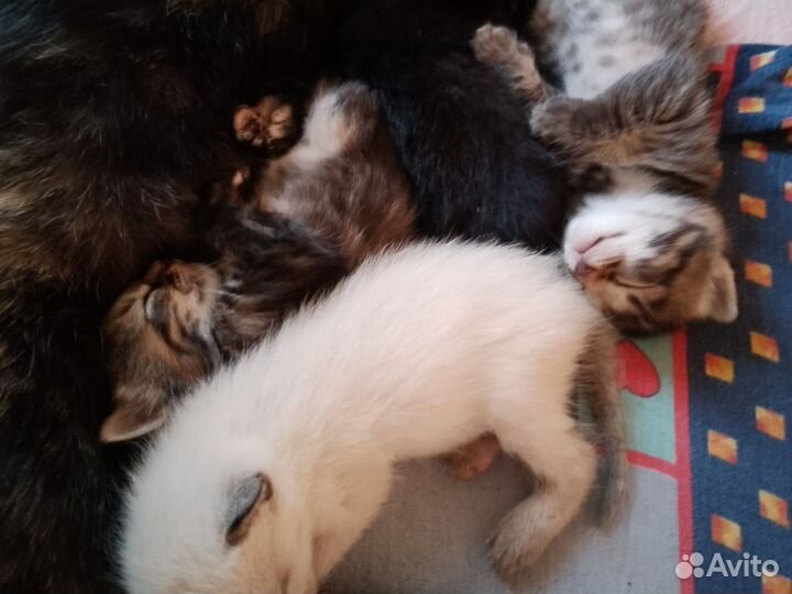 Котята в добрые руки