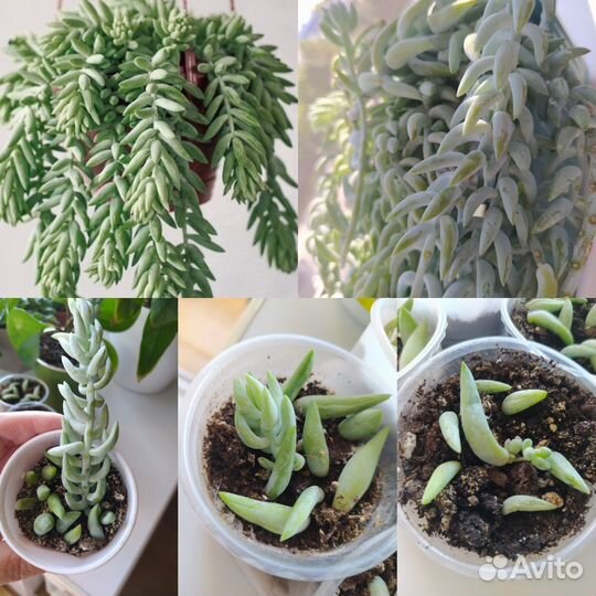 Седум Моргана и др