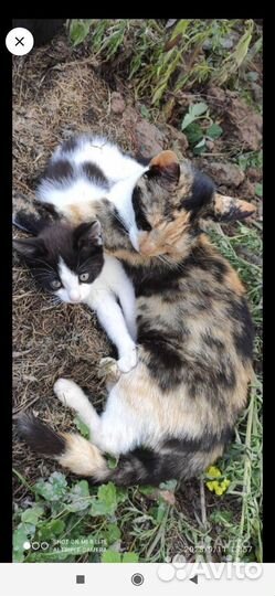 Котята в добрые руки