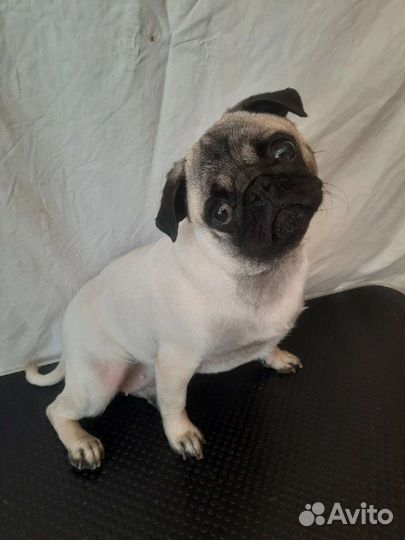 Стрижка собак и кошек