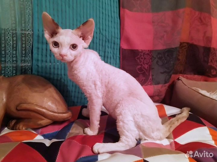 Девон-рекс кошка