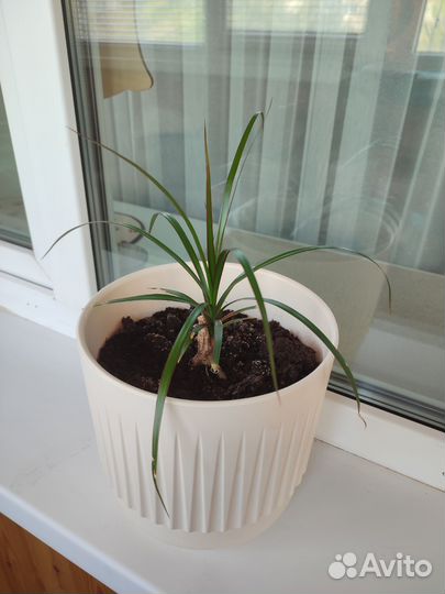 Пальма драцена