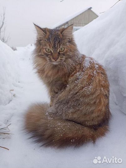 Котята. бесплатно в добрые руки