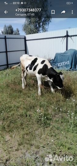 Продам тёлочку