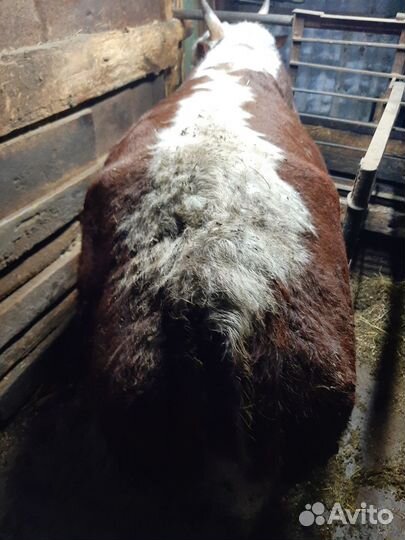 Быки на мясо живым весом